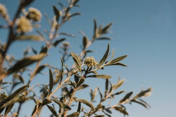 Delicate Buds of a Desert Plant Against a Clear Blue Sky