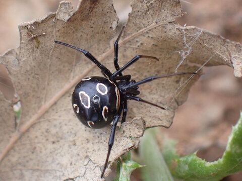Viuda Negra Europea 