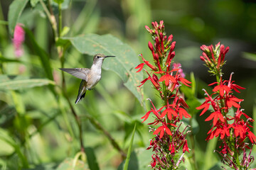 hummingbird feeding on native cardinal flower