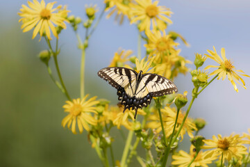yellow swallowtail butterfly with wings open on yellow cup plant flowers