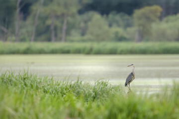 great blue heron overlooking the marsh