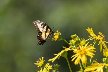 yellow swallowtail butterfly on yellow prairie flower