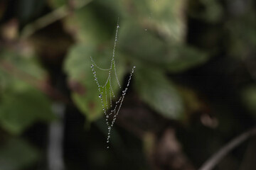 tiny arrow shaped web with dew drops 
