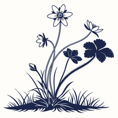 hepatica americana on white background 