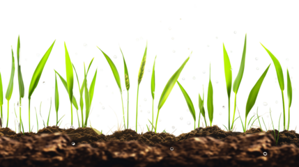 Fresh grass sprouts growing in soil. Nature background with green blades. Eco-friendly environment and spring growth concept.  Isolated on transparent background, png