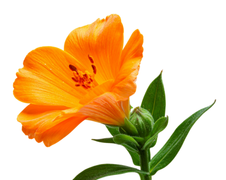 Side View of Orange Flower with Leaves, Botanical Style, Isolated on Transparent Background
