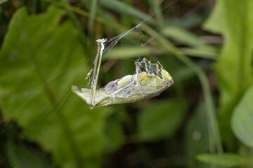 grasshopper wrapped in spider cocoon