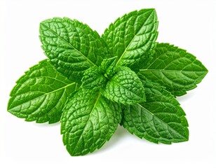 Green Mint Isolated for Culinary Use