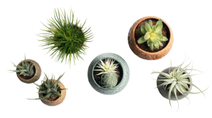 Trendy Indoor Plants: A flat lay of trendy indoor plants like succulents and air plants in decorative pots, isolated on a Transparent background, PNG file.