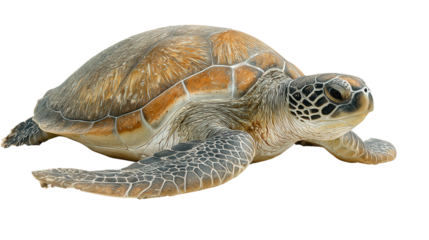Turtle on the Beach: A flat lay of a turtle resting on a sandy beach, isolated on a Transparent background, PNG file.