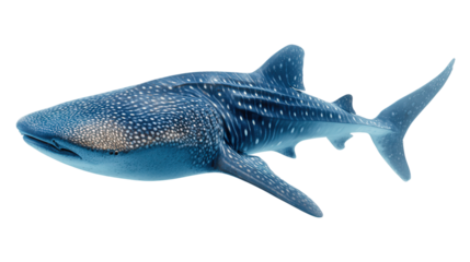 Whale Shark Swimming: A flat lay of a whale shark swimming in the ocean, isolated on a Transparent background, PNG file.