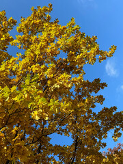 Autumn oak tree yellow foliage