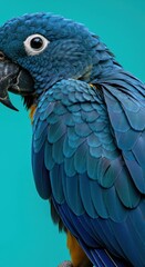 Fototapeta premium Close-up of a vibrant blue parrot with intricate feather details against a bright teal background.