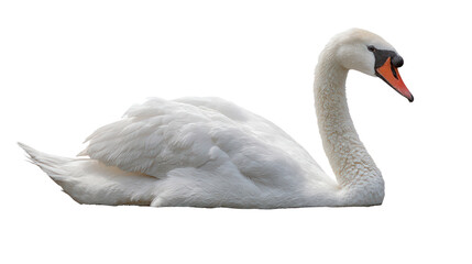Obraz premium White Swan on a Lake: A flat lay of a white swan gliding on a serene lake, isolated on a Transparent background, PNG file.