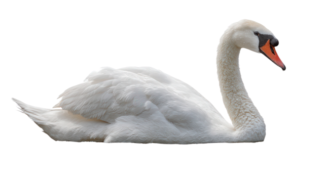 White Swan on a Lake: A flat lay of a white swan gliding on a serene lake, isolated on a Transparent background, PNG file.
