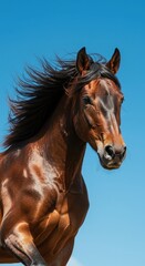 Obraz premium Close-up of a powerful brown horse in motion against a vibrant, clear blue sky, its flowing mane and muscles emphasized.