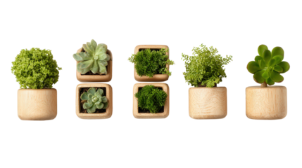 Wooden Plant Pots on White: A flat lay of wooden plant pots with green houseplants, isolated on a Transparent background, PNG file.