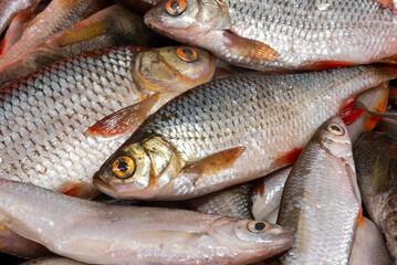 A school of caught river fish close-up