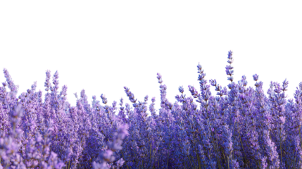 Blue Sky Over Lavender Fields background isolated on a Transparent background, PNG file.