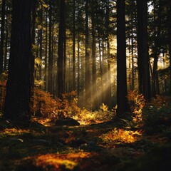 Obraz premium Golden light hitting an autumn forest floor