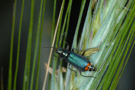 Zweifleckige  Zipfelk&auml;fer,  Malachius bipustulatus