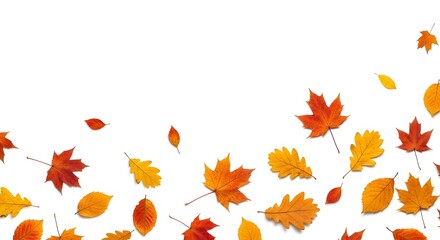 Obraz premium Border de hojas de hojas de arce