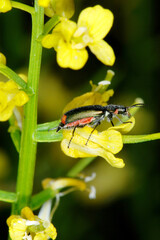 Zweifleckige  Zipfelkäfer, Malachius bipustulatus