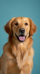A golden retriever with a joyful expression, positioned against a teal background, showcases its fluffy coat.