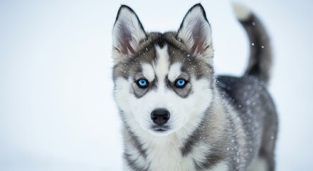 Obraz premium A close-up view of a captivating husky puppy, with striking blue eyes and a coat speckled with snowflakes, set against a snowy backdrop.