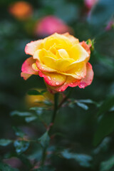 yellow rose in water