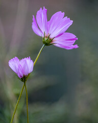 pink flower in the garden