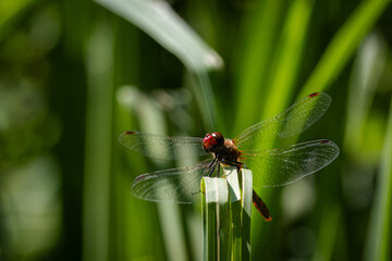 Close-up of a Ruddy Darter dragonfly perched on a tall grass stem, facing the camera lens on a sunny summer day.