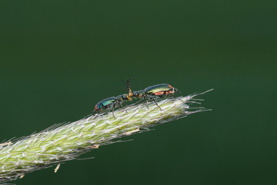Zweifleckiger Zipfelk&auml;fer, Malachius bipustulatus