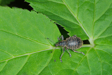 Würfelfleckige Staubrüssler, Liophloeus tessulatus