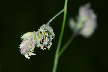 Zweifleckige  Zipfelkäfer,  Malachius bipustulatus