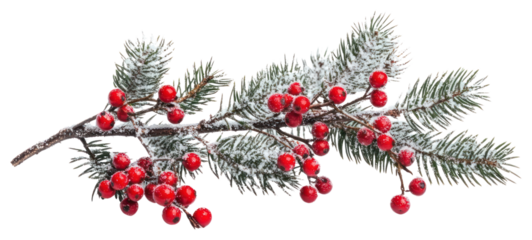PNG Tree branch with red berries christmas festive nature.