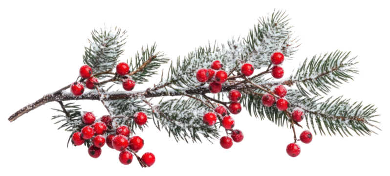 PNG Tree branch with red berries christmas festive nature.
