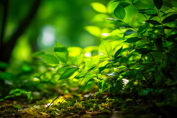 Lush green leaves and mossy ground in a sunlit forest with soft