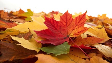 Fototapeta premium A vibrant collection of autumn leaves in various shades of yellow, orange, and red, creating a colorful and textured background
