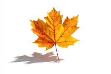Fototapeta premium Autumn maple leaf on white background
