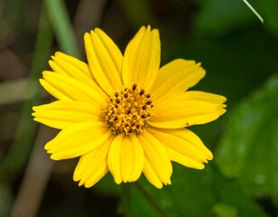 Obraz premium Close-up of a bright yellow flower