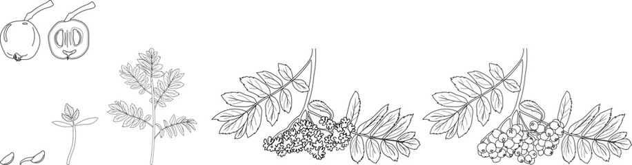 Coloring page with life cycle of rowan tree (Sorbus aucuparia). Growth stages from seed and sprout to tree and ripe rowan berries isolated on white background