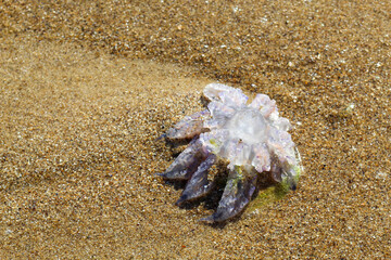 Jellyfish washed up on sandy beach