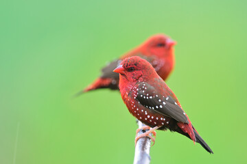 red avadavat or straberry finch perching together on the branch after rainny day, exotic wild birds of Thailand