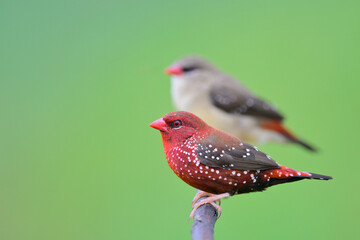 strawberry finch or red avadavat, most vivid red male bird with pale brown female birds in breeding season