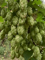 Obraz premium Branches of hops close up, green cones in garden