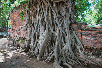 Buddha head entwined in tree roots - The iconic Buddha head statue embraced by the roots of a Bodhi tree at Wat Mahathat, a symbol of ancient spirituality in Ayutthaya.