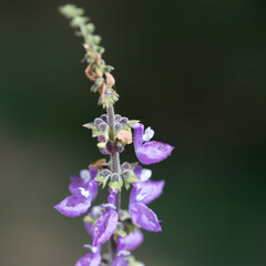 Brazilian Boldo Flower – Macro Shot of a Medicinal Purple Blossom Plant