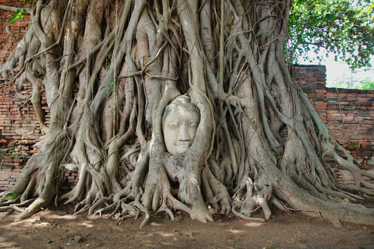 Buddha head entwined in tree roots - The iconic Buddha head statue embraced by the roots of a Bodhi tree at Wat Mahathat, a symbol of ancient spirituality in Ayutthaya. - Powered by Adobe