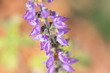 Brazilian Boldo Flower – Macro Shot of a Medicinal Purple Blossom Plant